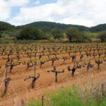Lush vineyards of San Mateo, Ibiza, under a clear blue sky