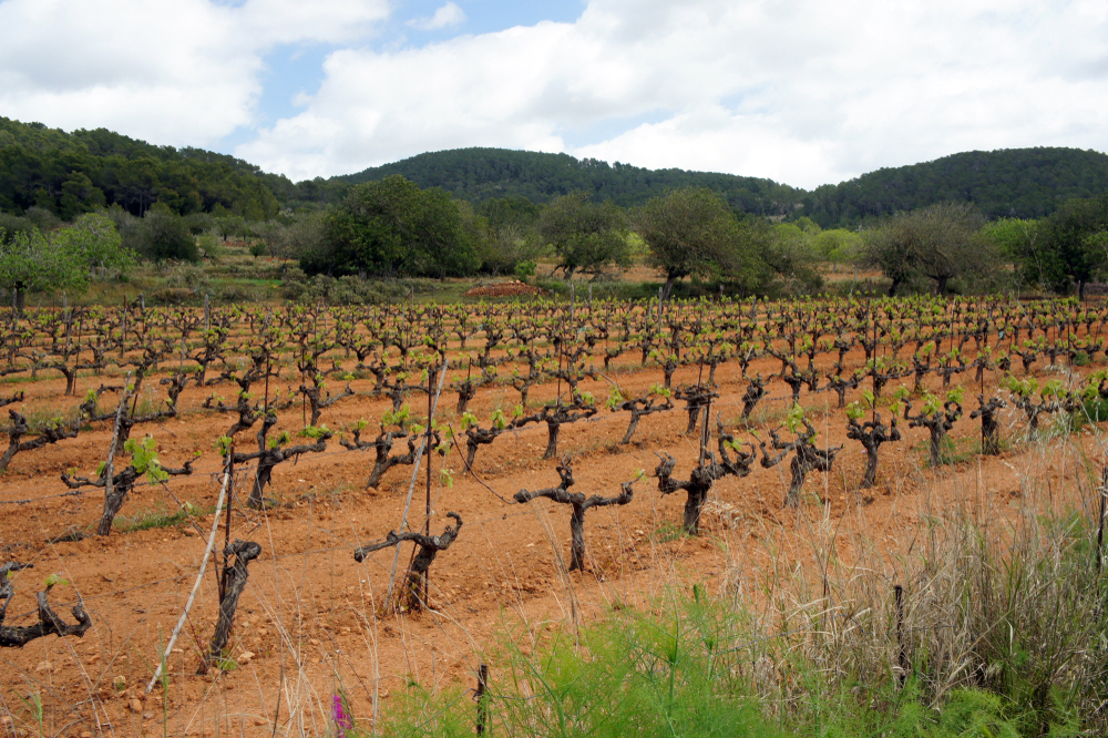 Lush vineyards of San Mateo, Ibiza, under a clear blue sky