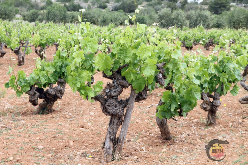 Lush vineyard landscape in Ibiza